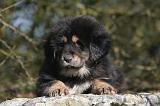 DOGUE DU TIBET 481